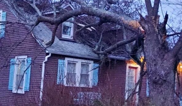 Before Tree removal storm damage tree service mechanicsville