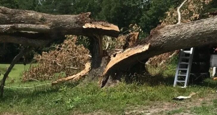Screenshot 2025-07-17 220424 storm damage tree service mechanicsville